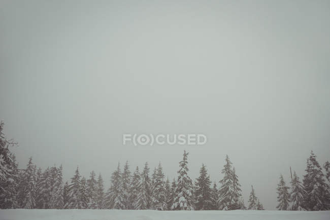 Сосны, покрытые снегом зимой — стоковое фото