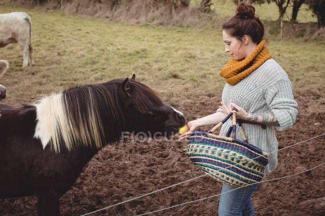 Bella donna con cesto alimentazione cavallo in campo — Foto stock