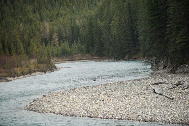 Scenic view of river flowing through the forest — Stock Photo