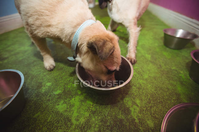 Filhote de cachorro comendo da tigela do cão no centro de cuidados do cão — Fotografia de Stock