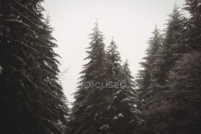 Pine trees covered in snow during winter — Stock Photo