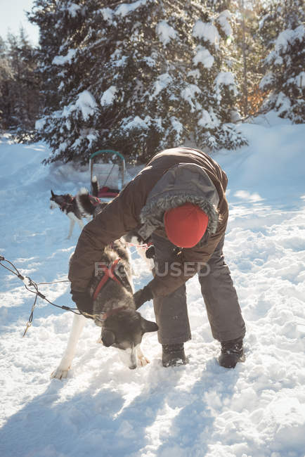 Musher legare cani husky alla slitta durante l'inverno su un paesaggio innevato — Foto stock