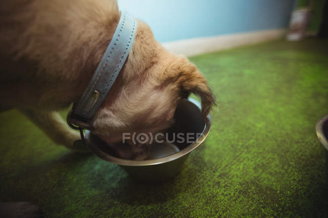 Gros plan sur le fait que le chiot mange dans un bol de chien au centre de soins pour chiens — Photo de stock