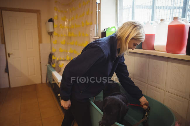 Woman holding dog and connecting lead on hook in bathtub — Stock Photo
