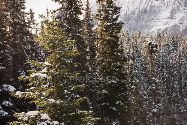 Зимой деревья покрыты снегом — стоковое фото