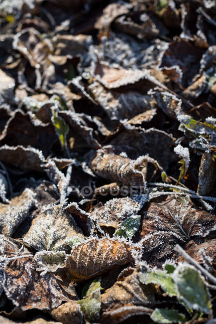 Primer plano de las hojas secas cubiertas de nieve - foto de stock