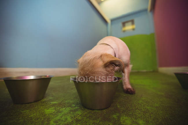 Welpen fressen aus Hundeschale in Hundezentrum — Stockfoto