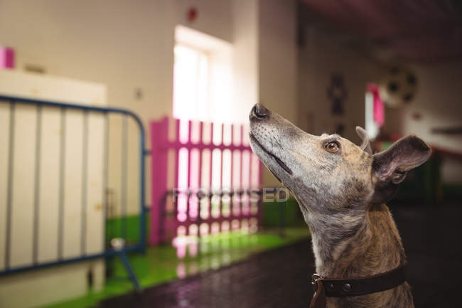 Curioso cane levriero guardando verso il centro di cura del cane — Foto stock