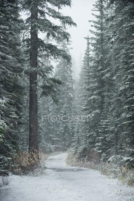 Estrada gelada entre fileiras de árvores nevadas no inverno — Fotografia de Stock