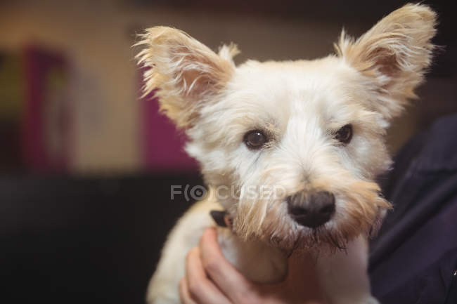 Primo piano del cucciolo del terrier dello Yorkshire — Foto stock