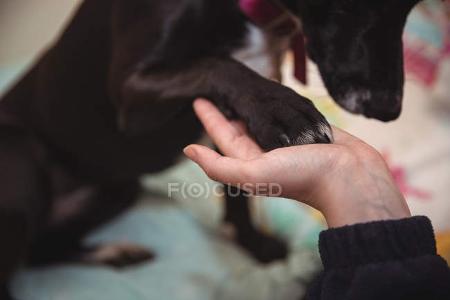 Close-up of woman holding paw of black beagle dog — Stock Photo