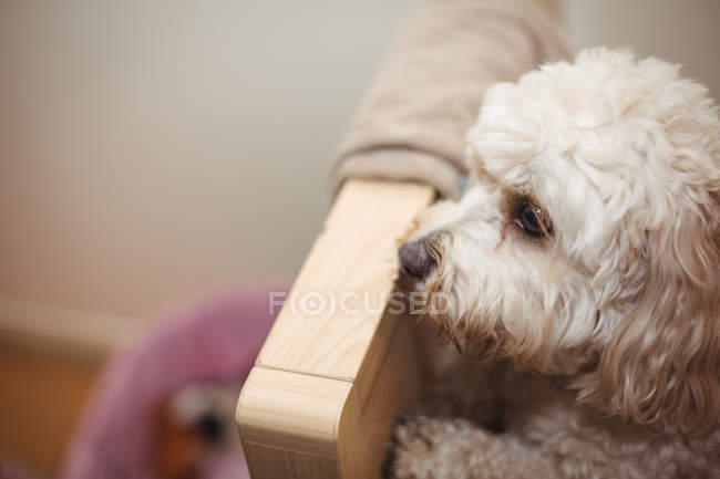 Primer plano del cachorro de caniche de juguete en el centro de cuidado del perro - foto de stock