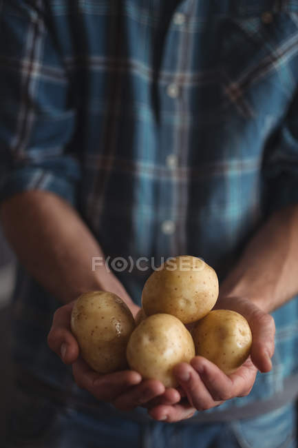 Primer plano de la mano que sostiene patatas crudas frescas - foto de stock