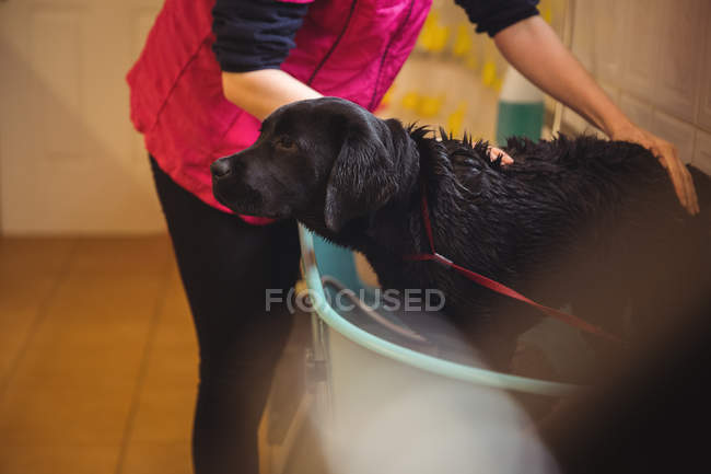 Sección media de una mujer bañando a un perro en la bañera en el centro de cuidado del perro - foto de stock