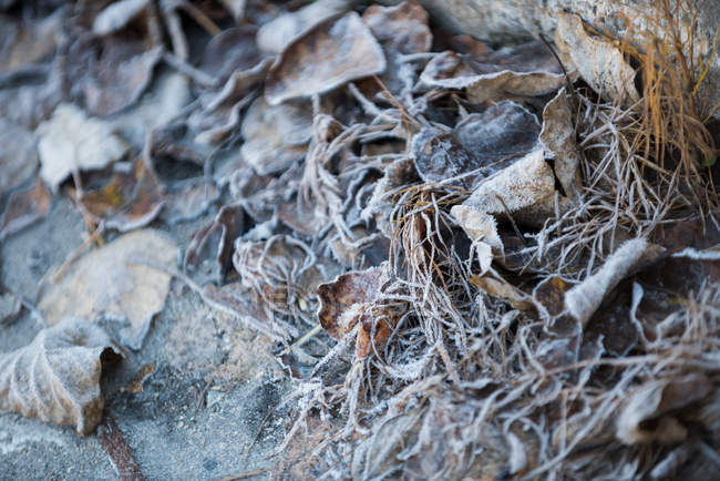 Primo piano delle foglie e delle radici essiccate — Foto stock