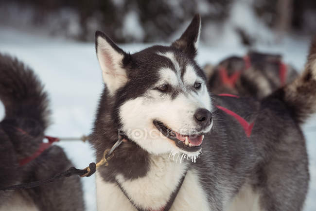 Close-up de cão siberiano com arnês no pescoço — Fotografia de Stock