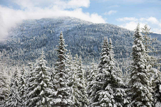 Snow covered trees and mountain forest in Banff, Alberta, Canada — Stock Photo