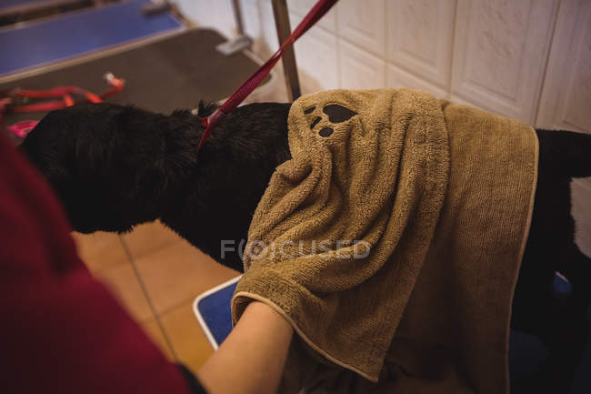 Primo piano della donna che pulisce il cane con l'asciugamano al centro di cura del cane — Foto stock