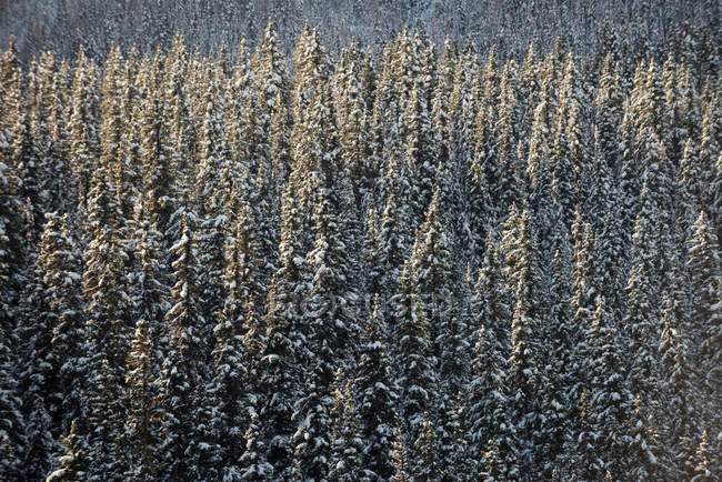 Vue majestueuse sur les pins enneigés dans la forêt — Photo de stock