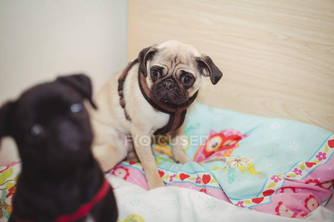 Мопс собаки, відпочиваючи на ліжко собаки собаки догляд центр — стокове фото