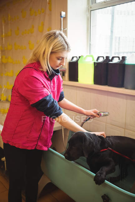 Woman showering a dog in bathtub at dog care center — Stock Photo