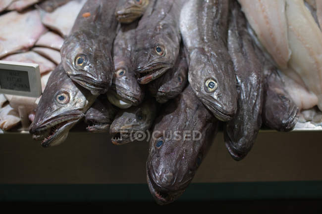 Anchovas mantidas no balcão de peixe no supermercado — Fotografia de Stock