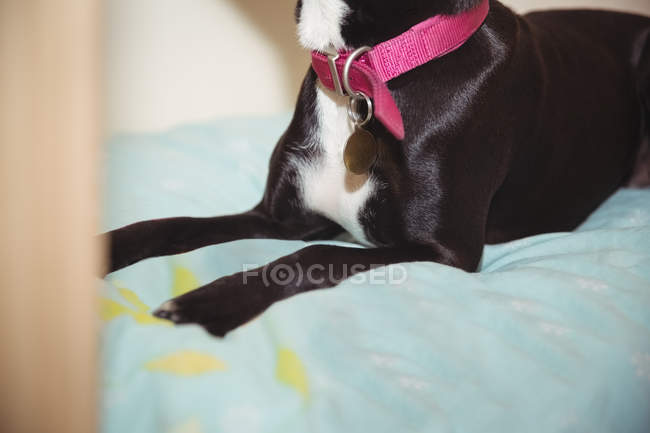 Sección media de beagle negro sentado en la cama del perro en el centro de cuidado del perro - foto de stock