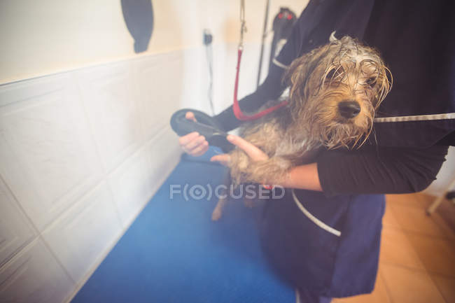 Donna che utilizza asciugatrice sul cane dopo il lavaggio al centro di cura del cane — Foto stock