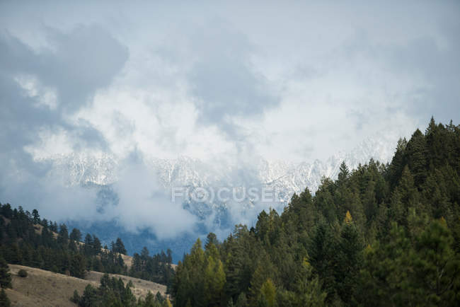 Majestic view of green pine trees in the forest — Stock Photo