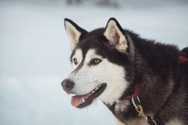 Крупный план сибирской собаки с арканом на шее — стоковое фото