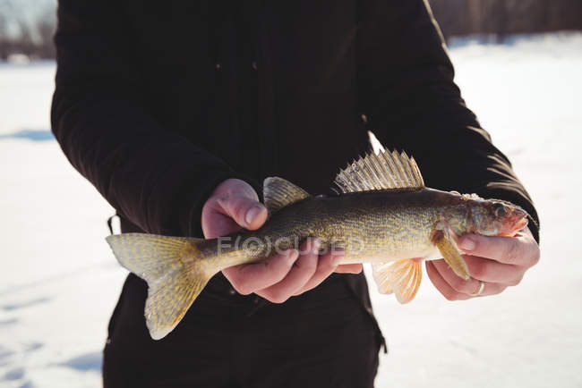 Средняя часть ледяного рыбака держит свежевыловленную рыбу — стоковое фото