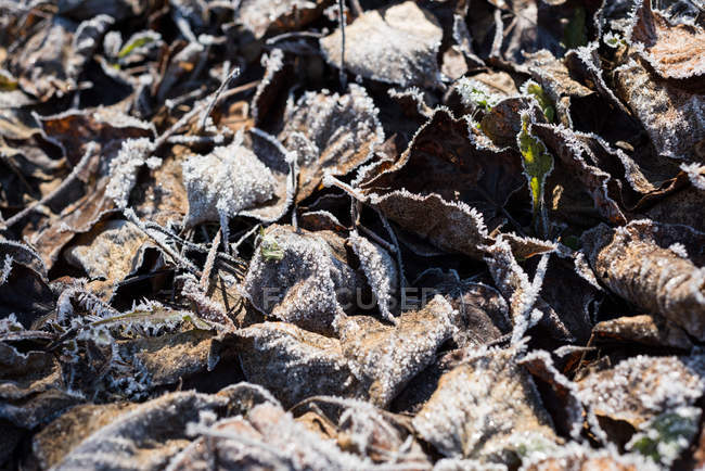 Nahaufnahme von getrockneten Blättern, die mit Schnee bedeckt sind — Stockfoto