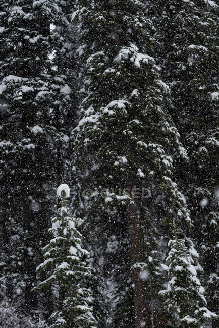 Деревья, покрытые снегом в зимнем лесу — стоковое фото