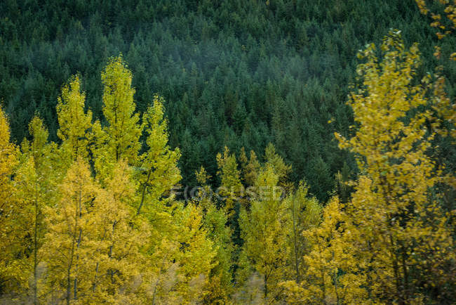 Мальовничий вид на красиві дерева в сезонному лісі — стокове фото