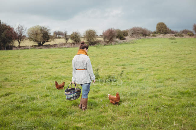 Visão traseira da mulher com cesta em pé no campo verde com galinhas — Fotografia de Stock