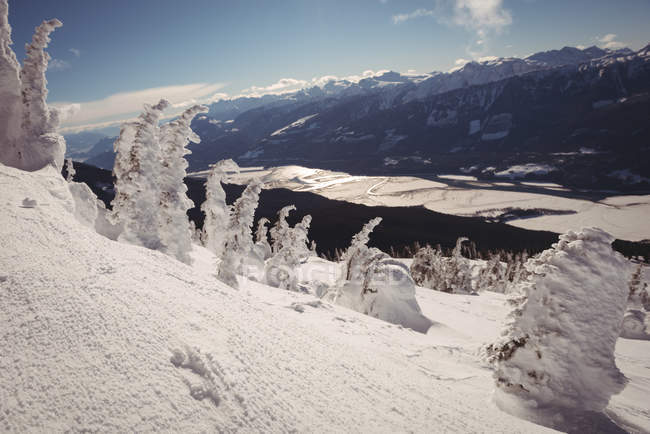 Neve coberto de árvores na pista de esqui durante o inverno — Fotografia de Stock