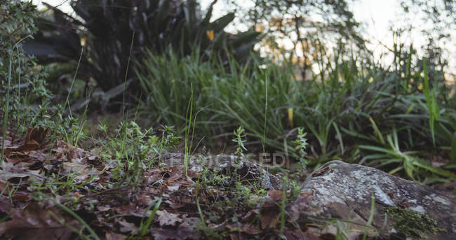 Nahaufnahme des Waldbodens an einem sonnigen Tag — Stockfoto