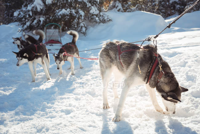 Grupo de perros husky siberianos esperando el paseo en trineo - foto de stock