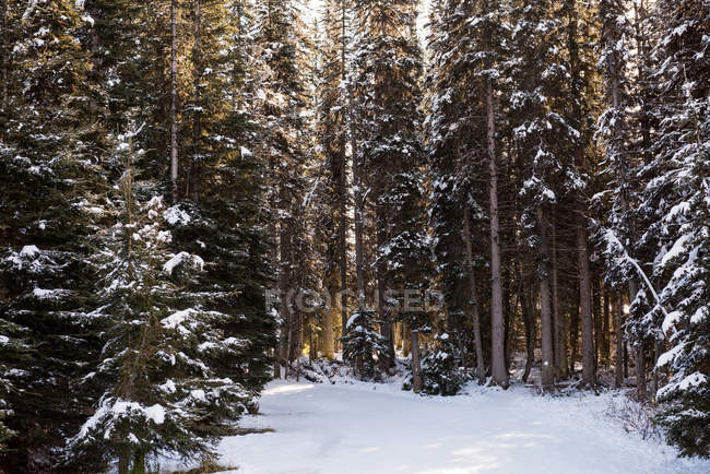 Route glacée entre des rangées d'arbres enneigés en hiver — Photo de stock