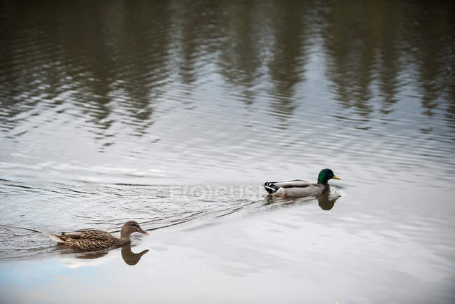 Escena no urbana de patos nadando en el lago - foto de stock