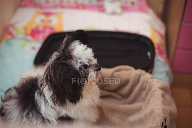 Primer plano del perro papillón en la maleta en el centro de cuidado del perro - foto de stock
