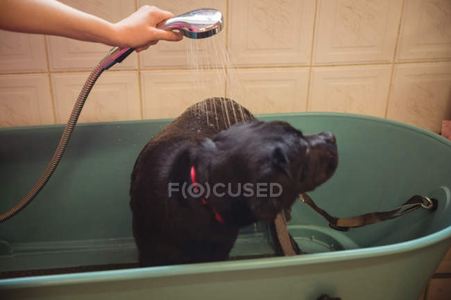 Gros plan d'une femme douchant un chien dans une baignoire au centre de soins pour chiens — Photo de stock