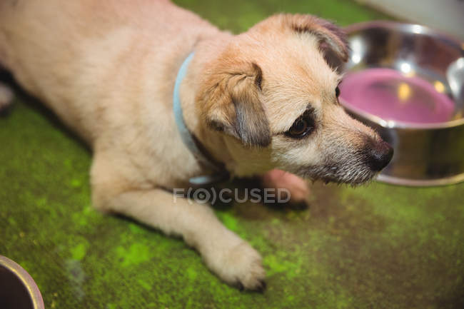 Крупный план щенка, ждущего еду от собачьей миски в собачьем центре — стоковое фото