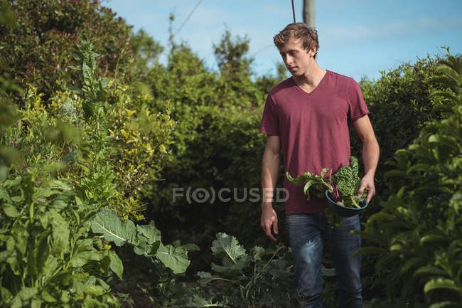 Человек собирает листья салата с растений в огороде — стоковое фото
