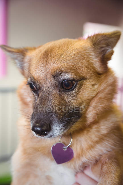 Close-up of german shepherd puppy — Stock Photo