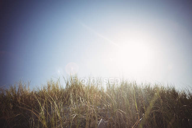 Gros plan herbe sous un soleil éclatant à l'extérieur — Photo de stock
