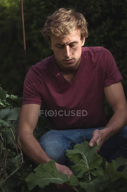 Чоловік ріже листя буряка в овочевому саду — стокове фото