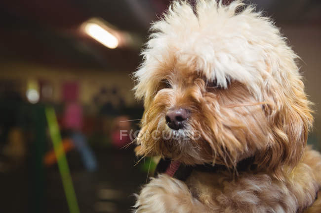 Крупним планом цуценя іграшкового пуделя в центрі догляду за собаками — стокове фото