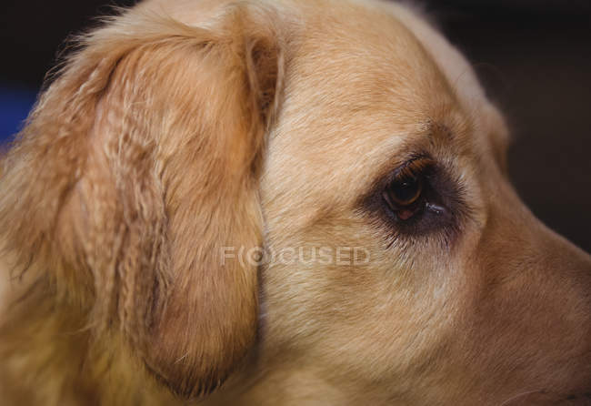 Gros plan de golden retriever au centre de soins pour chiens — Photo de stock
