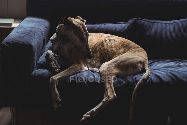 Собака сидит на диване в гостиной на дому — стоковое фото